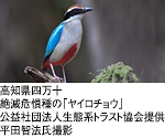 高知県四万十 絶滅危惧種の「ヤイロチョウ」 公益社団法人生態系トラスト協会提供 平田智法氏撮影